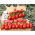 Determinate  long shelflife Red oval roma vf grande processing tomato seeds